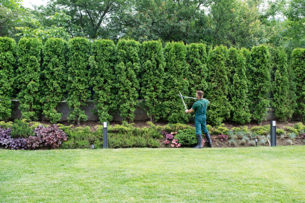 Best Stump Grinding and Removal  in Grangeville, ID
